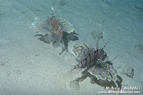 Pesce cobra (Pterois miles)