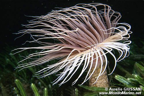 Cerianto (Cerianthus membranaceus)