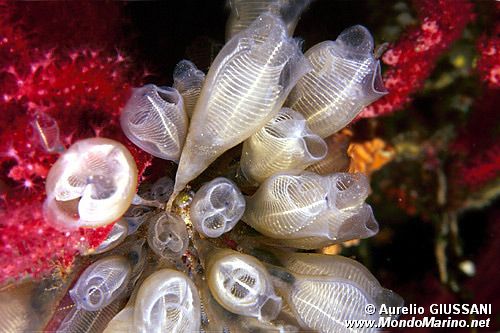 Ascidia  cristallo (Clavelina lepadiformis)