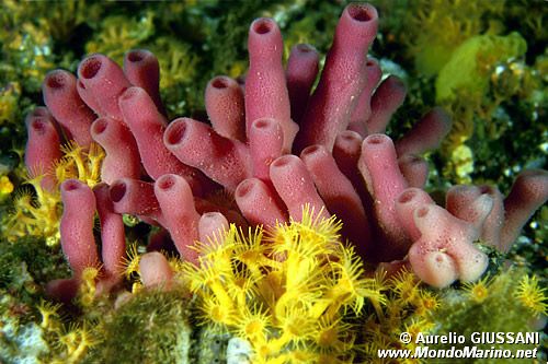 Spugna a canne d'organo (Haliclona mediterranea)