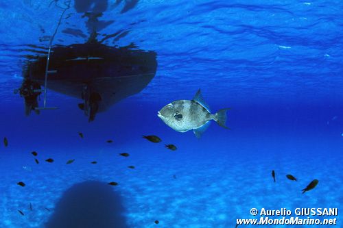 Pesce balestra mediterraneo (Balistes capriscus)