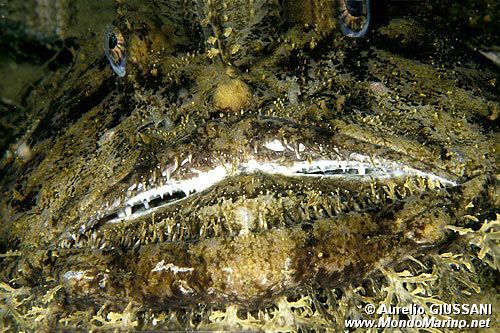 Rana pescatrice (Lophius piscatorius)