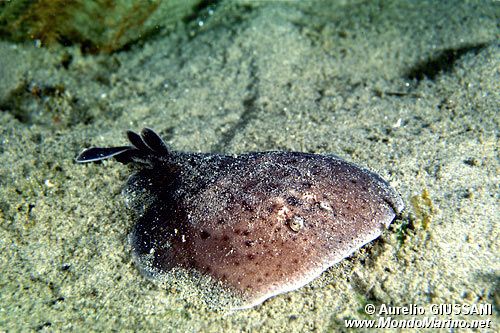 Torpedine marezzata (Torpedo marmorata)