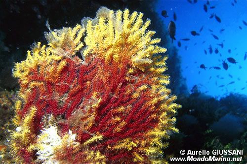 Gorgonia rossa (Paramuricea clavata)