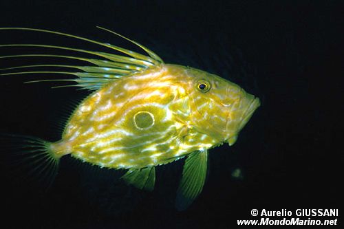 Pesce san pietro (Zeus faber)