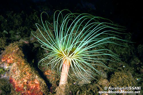 Cerianto (Cerianthus solitarius)