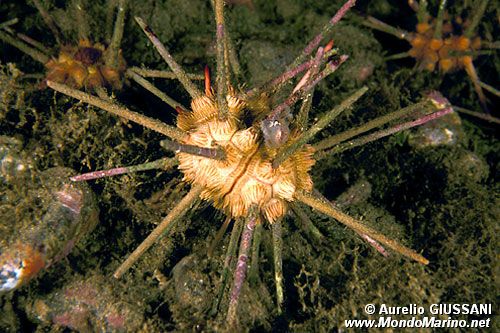 Riccio matita (Stylocidaris affinis)