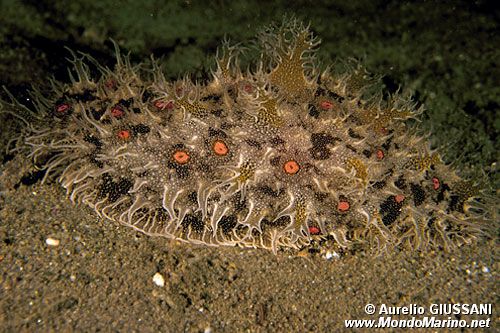 Bursatella (Bursatella leachi)