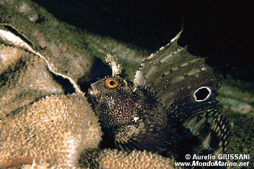 Bavosa occhiuta (Blennius ocellaris)