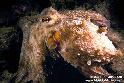Polpo comune (Octopus vulgaris)