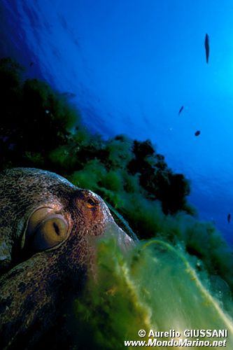 Polpo comune (Octopus vulgaris)