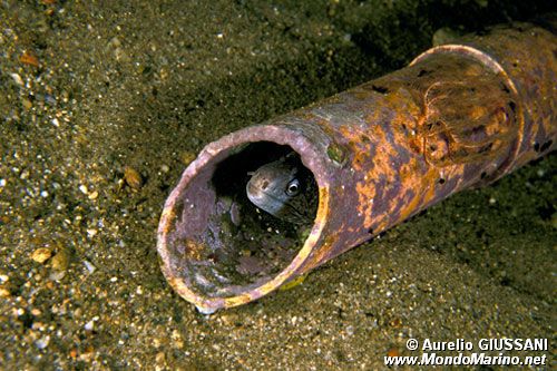 Murena (Muraena helena)