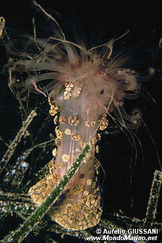 Attinia alice (Alicia mirabilis)