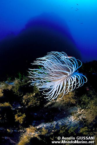 Cerianto (Cerianthus membranaceus)