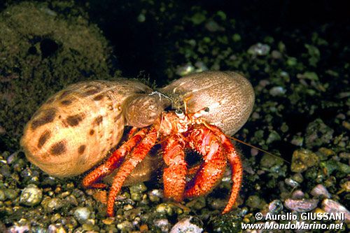 Paguro (Dardanus calidus)