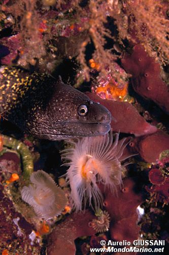 Murena (Muraena helena)