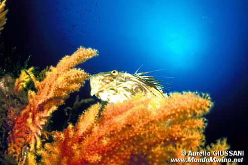 Pesce san pietro (Zeus faber)