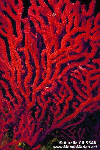 Gorgonia rossa (Paramuricea clavata)