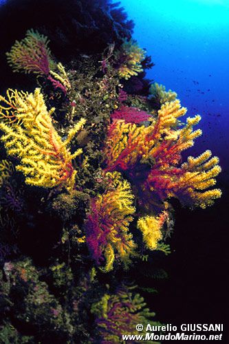 Gorgonia rossa (Paramuricea clavata)