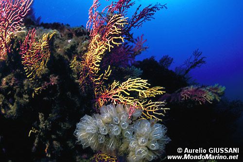 Ascidia  cristallo (Clavelina lepadiformis)