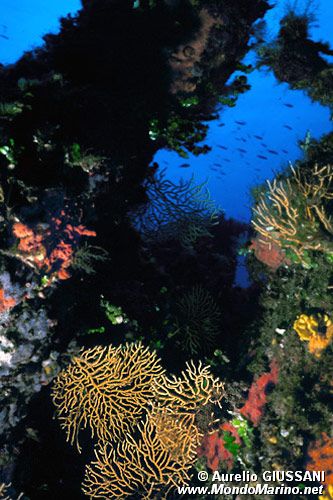 Gorgonia gialla (Eunicella cavolinii)