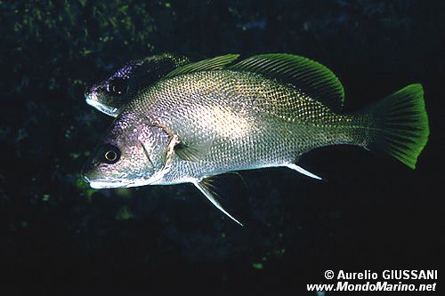 Corvina (Sciaena umbra)