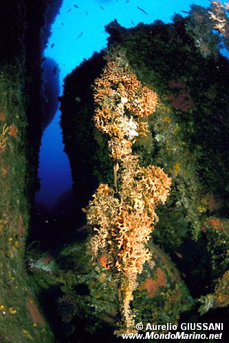 Briozoo (Pentapora fascialis)