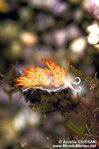 Dondice (Dondice banyulensis)