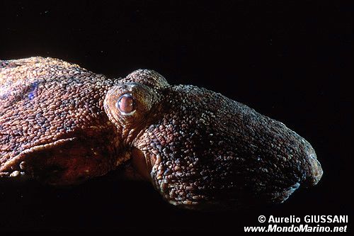 Polpo comune (Octopus vulgaris)