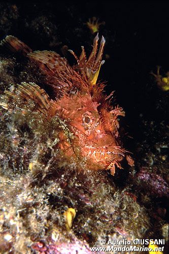 Scorfano rosso (Scorpaena scrofa)