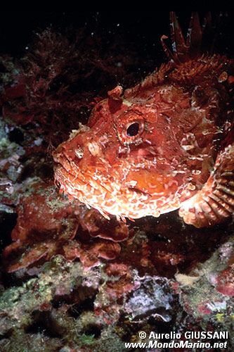 Scorfano rosso (Scorpaena scrofa)