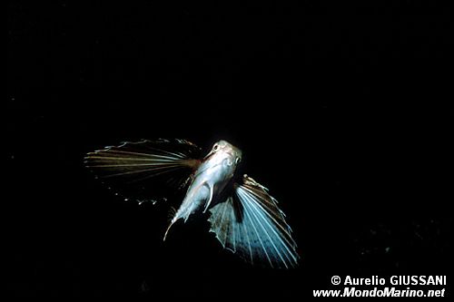 Pesce civetta (Dactylopterus volitans)