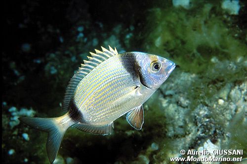 Sarago fasciato (Diplodus vulgaris)