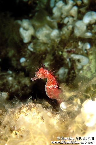 Cavalluccio marino (Hippocampus guttulatus)