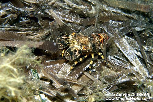 Cicaletta (Scyllarides arctus)