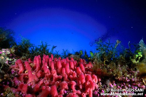 Spugna a canne d'organo (Haliclona mediterranea)