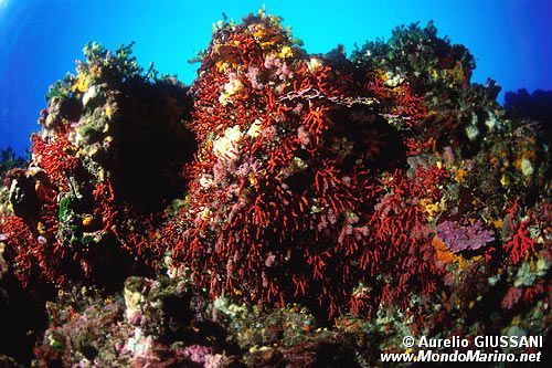 Corallo rosso (Corallium rubrum)