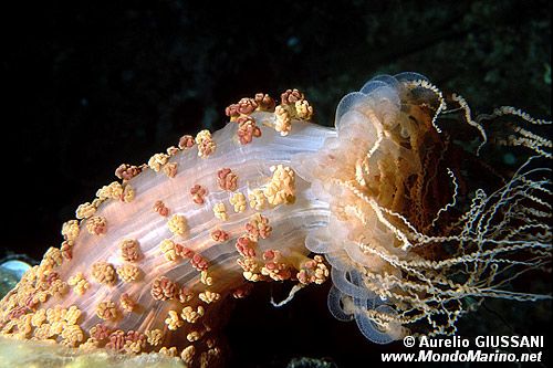 Attinia alice (Alicia mirabilis)