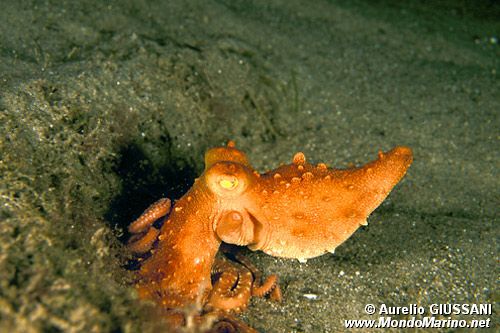 Polpessa (Octopus macropus)