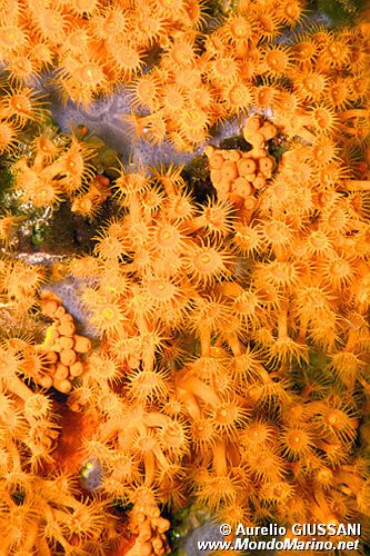 Parazoanthus (Parazoanthus axinellae)