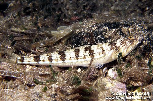 Pesce lucertola (Synodus saurus)