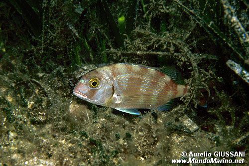 Pagro (Pagrus pagrus)