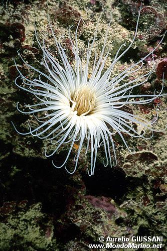 Cerianto (Cerianthus membranaceus)