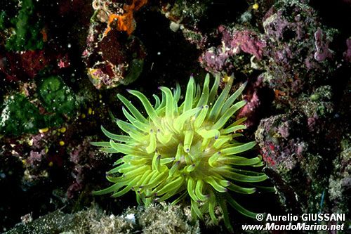 Anemone tigrato (Actinia cari)