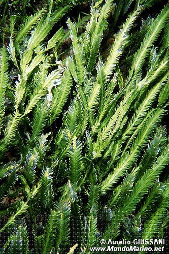 Caulerpa (Caulerpa taxifolia)