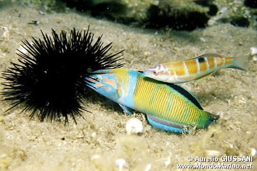 Donzella pavonina (Thalassoma pavo)