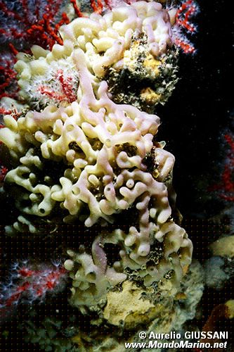 Spugna (Oscarella lobularis)