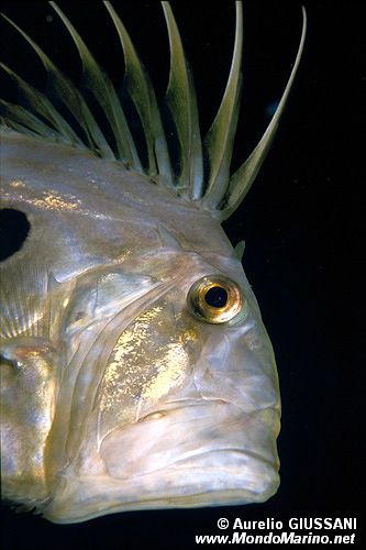 Pesce san pietro (Zeus faber)