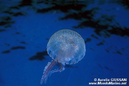 Medusa luminosa (Pelagia noctiluca)