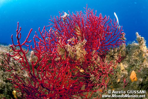 Gorgonia rossa (Paramuricea clavata)